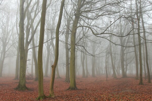 Foresta autunnale con foglie cadute