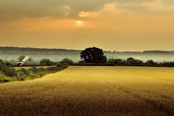 Angleterre, Gloucestershire. Maison dans un champ parmi les arbres. Matin, aube