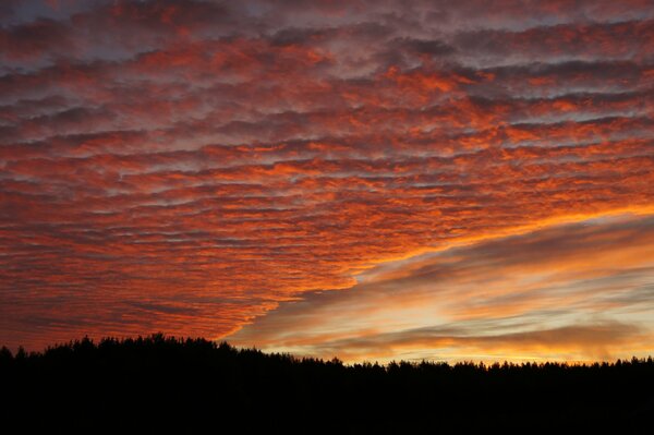 Schöner Sonnenuntergang im Hintergrund des Waldes