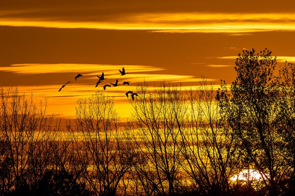 Sylwetka ptaków na tle jesiennego zachodu Słońca
