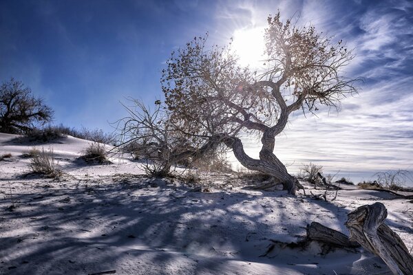 Landscape tree against the sky