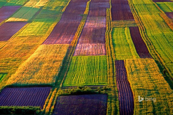 Bright colors of the field in Poland