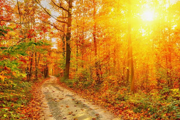 Lichtstrahlen brechen durch das goldene Laub