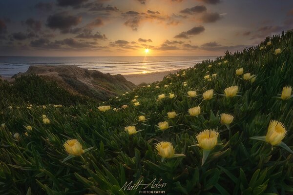 Gelbe Blumen an der Küste des Ozeans