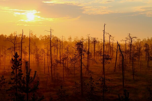 Forêt au coucher du soleil