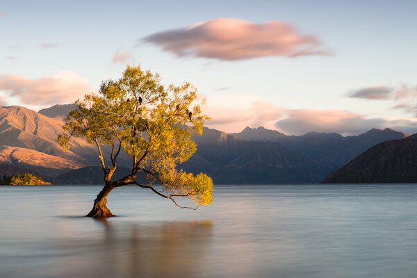 A lonely tree stands in the water