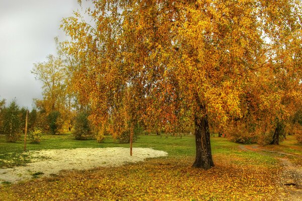 Otoño, temporada baja. Árbol amarillo y follaje caído