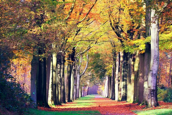 Paisaje de otoño de Forest Road