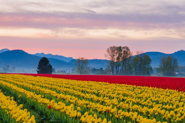 Plantage von gelben und roten Tulpen auf dem Hintergrund der Berge