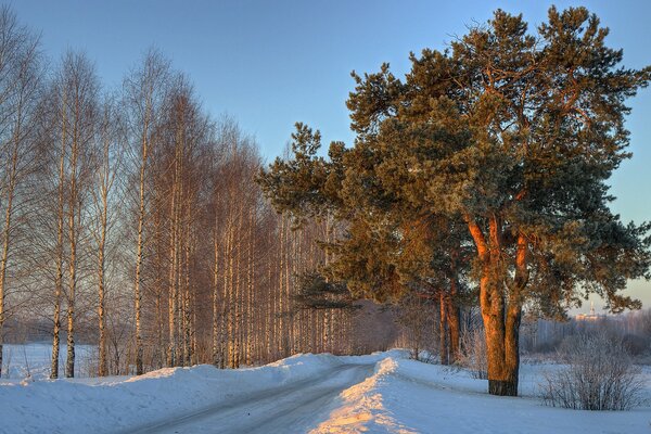 Strada invernale tra alberi favolosamente belli