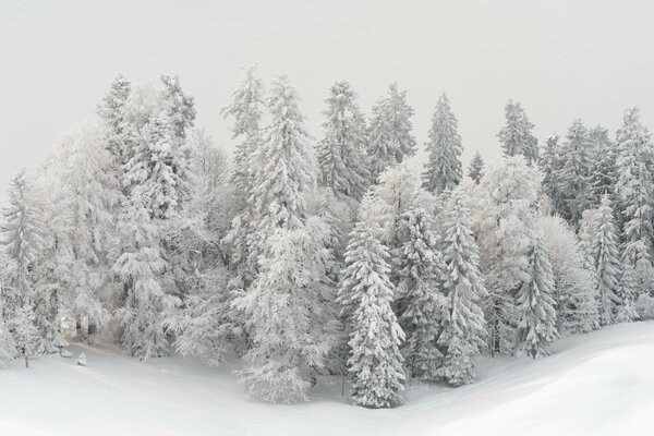 Forest in white snow