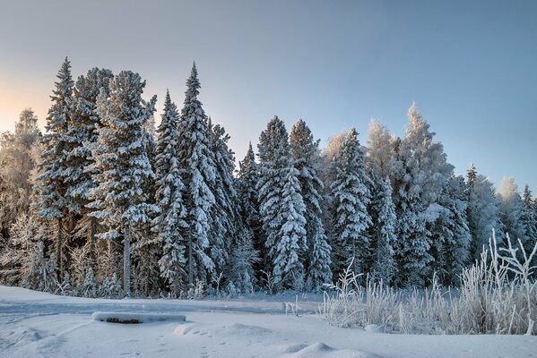 Winter forest in sunny weather