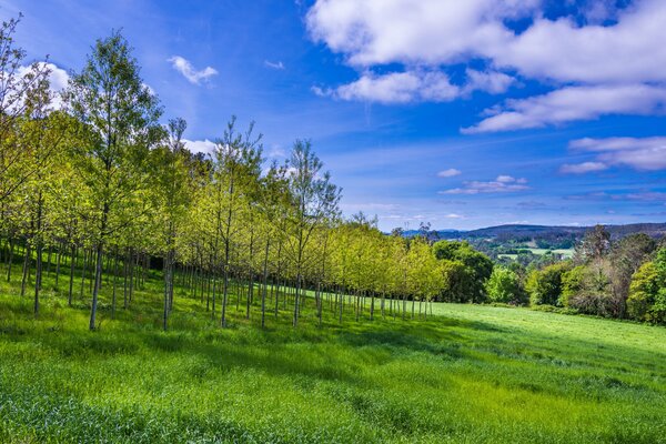 Slope with trees and sky