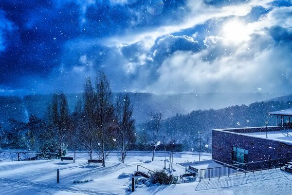 Azul de invierno. Árboles bajo la nieve