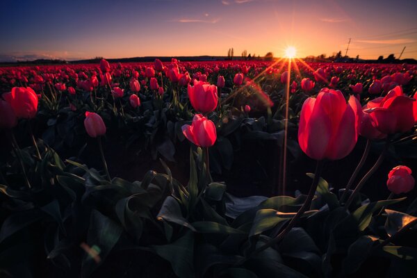 Champ de Tulipes au coucher du soleil