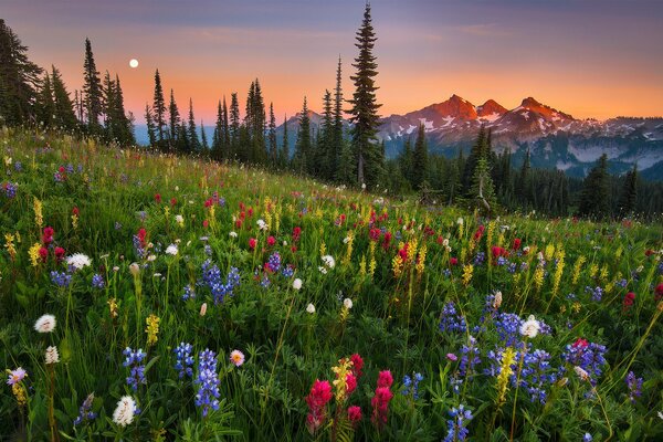 Lever de la lune et de belles fleurs