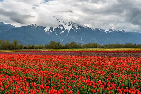 Snowy mountains and red tulips