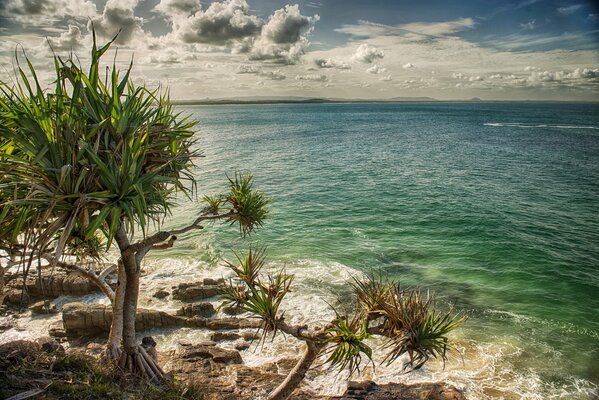 Eine einsame Insel mit Palmen im Meer