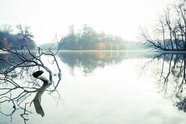 Lac brumeux avec branche flottante