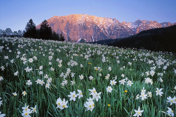 Цветы на горном лугу в Австрии