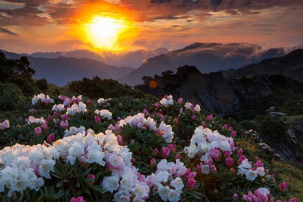 Weiße und rosa Blüten auf den Hügeln der Berge, die von der Sonnenuntergang beleuchtet werden