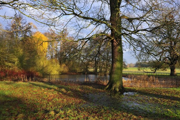 Arbre recouvert de mousse dans le parc sur fond de lac