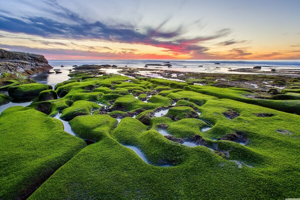 Mousse verte sur le rivage avec un beau coucher de soleil