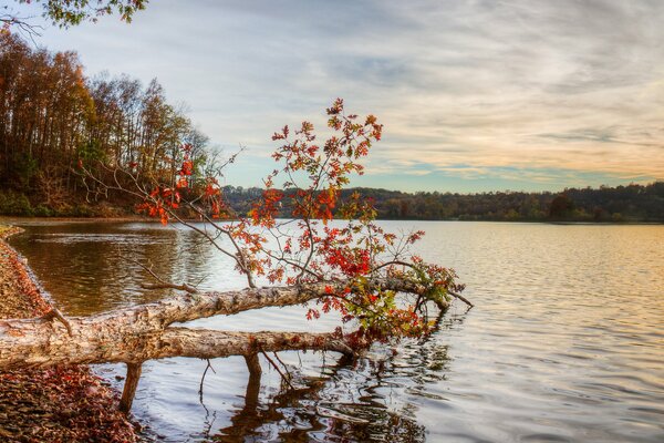 Autumn river landscape with red leaves