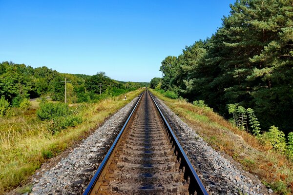 Chemin de fer entouré par la nature