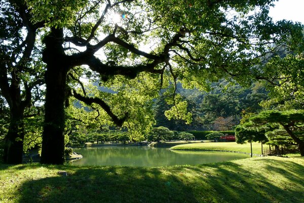 A sunny day in a Japanese park