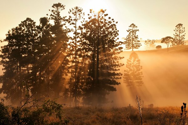 Nature in the rays of sunlight