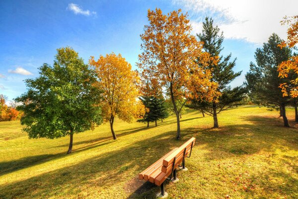 Un otoño extraordinario en un parque con hierba amarilla