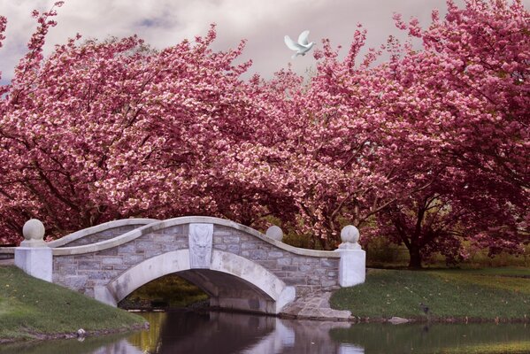 Pink bridge of spring tenderness of flowering