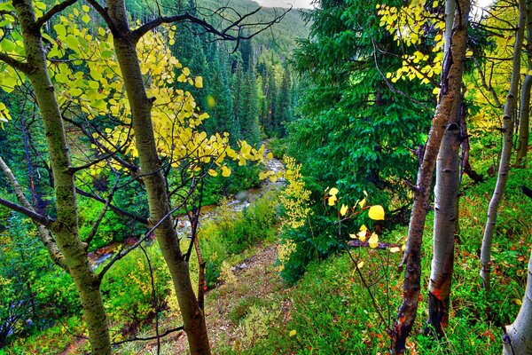 Autumn forest with fabulous trees