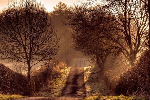 A road among autumn trees and shrubs leading to the autumn forest