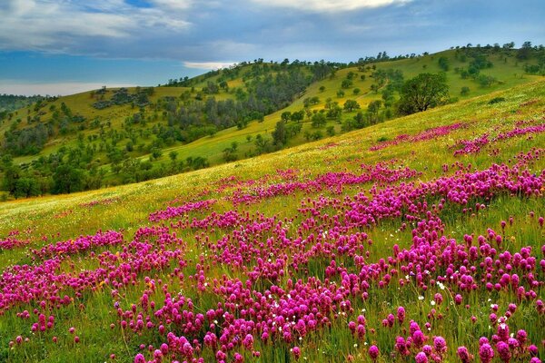 Ladera de la montaña con flores brillantes y hierba perfumada