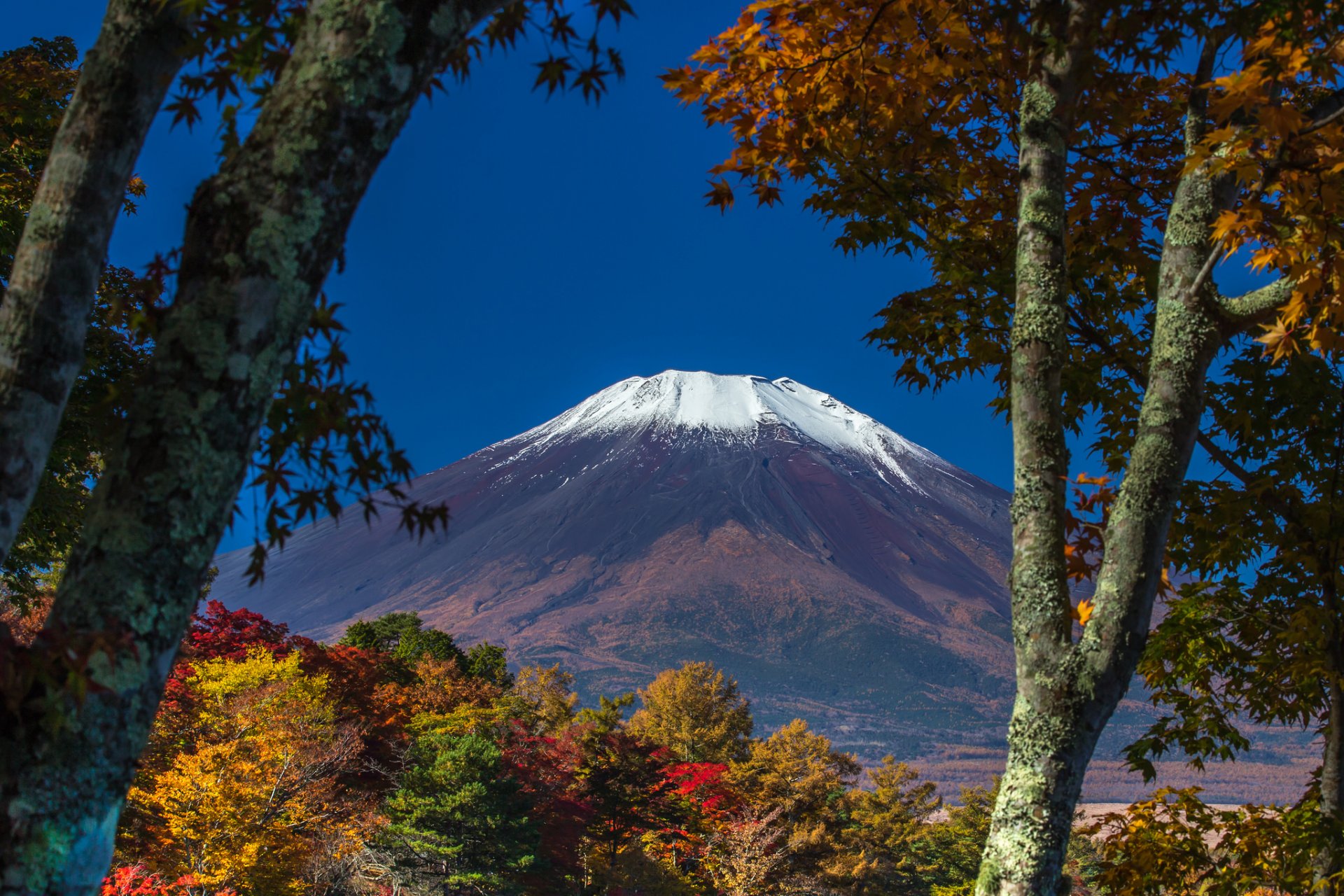 japan mount fuji sky tree leaves autumn snow