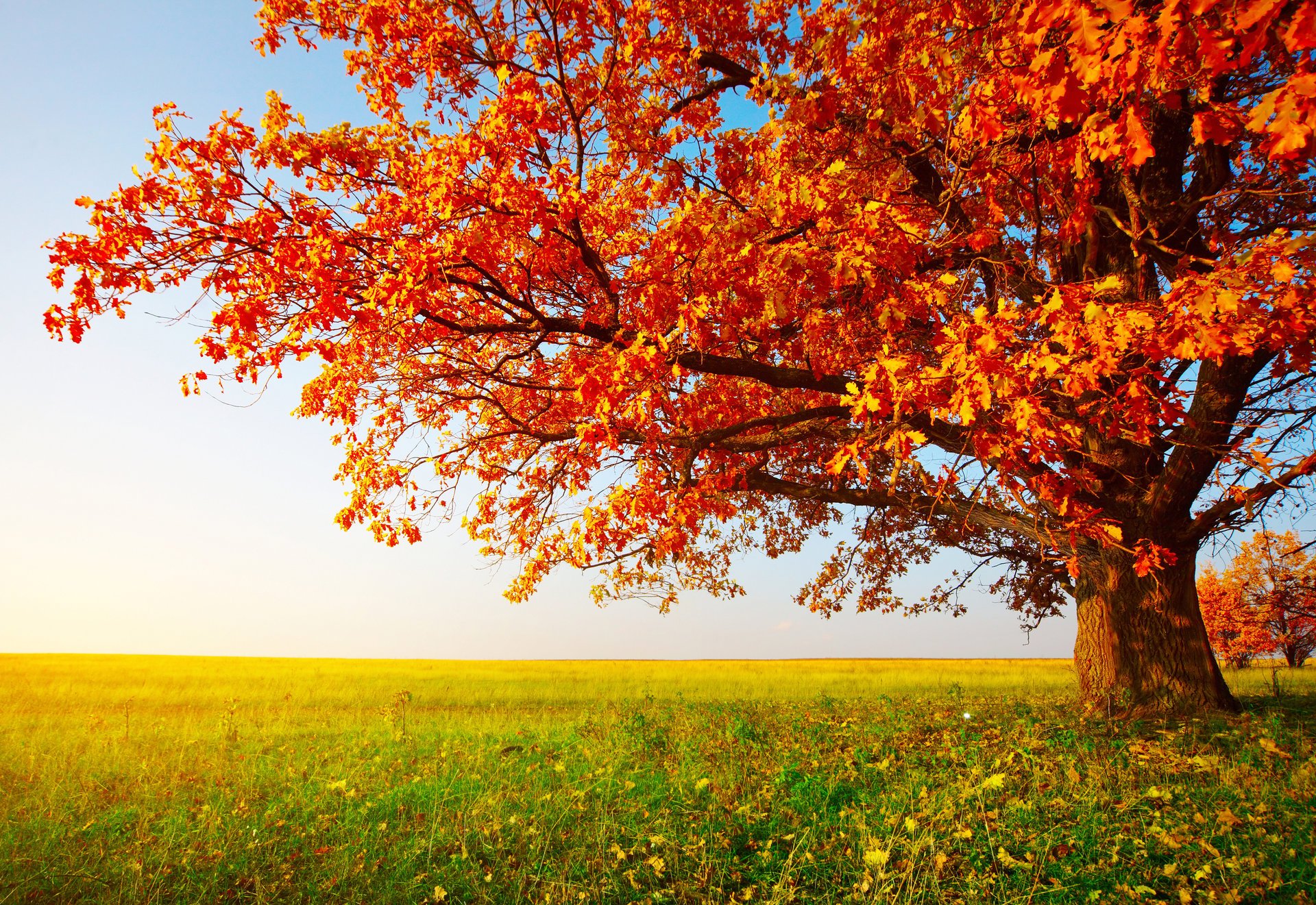 tree autumn sky the field grass leave