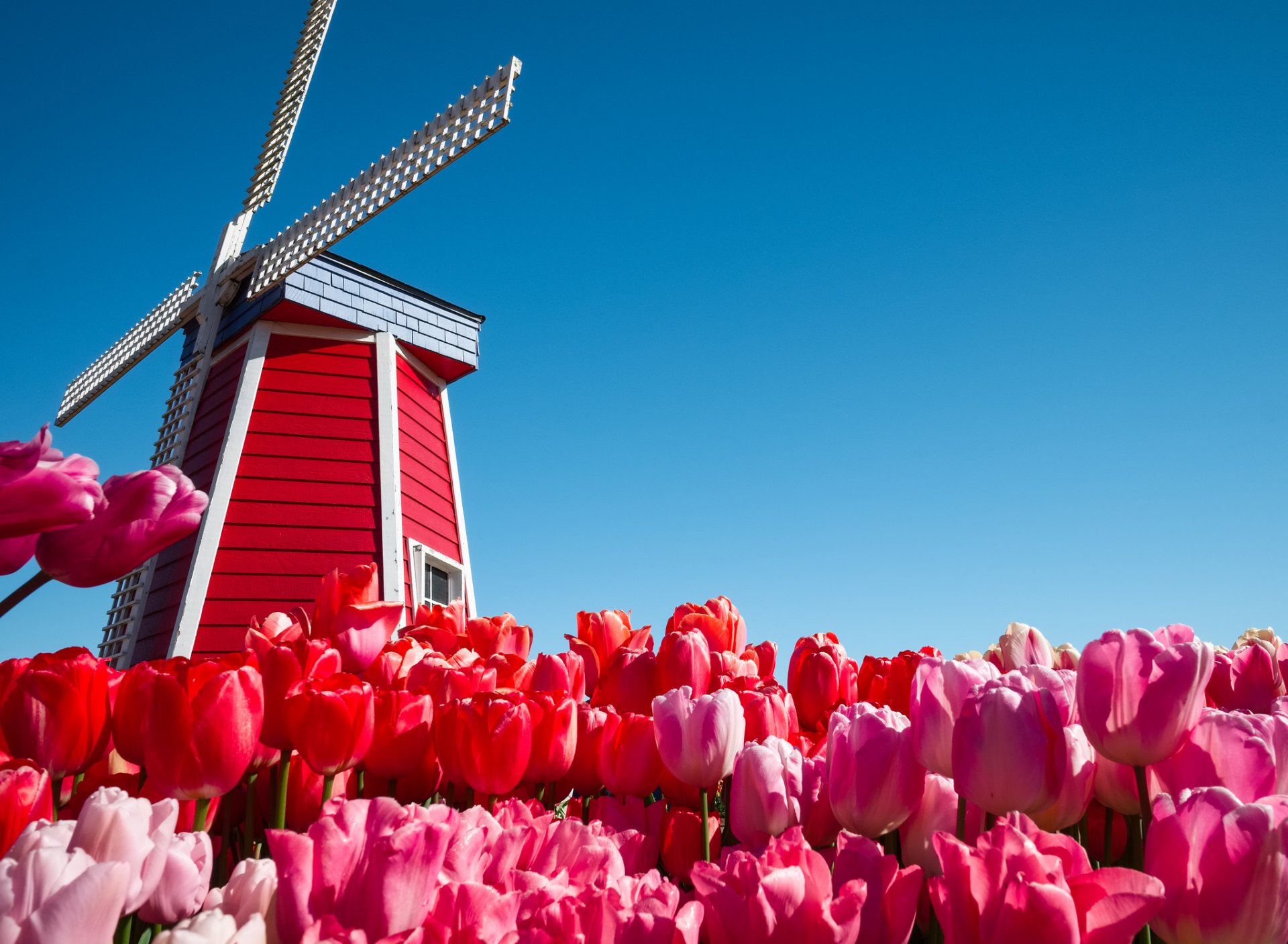 países bajos cielo flores tulipanes molino de viento