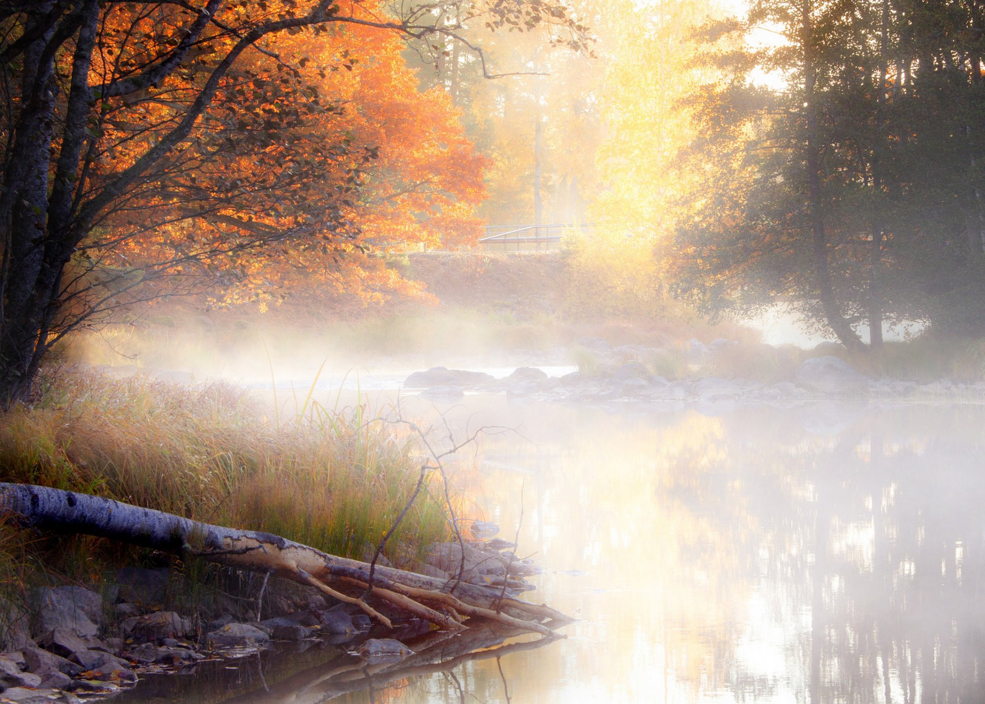 landscape nature tree autumn leaves fog water reflection