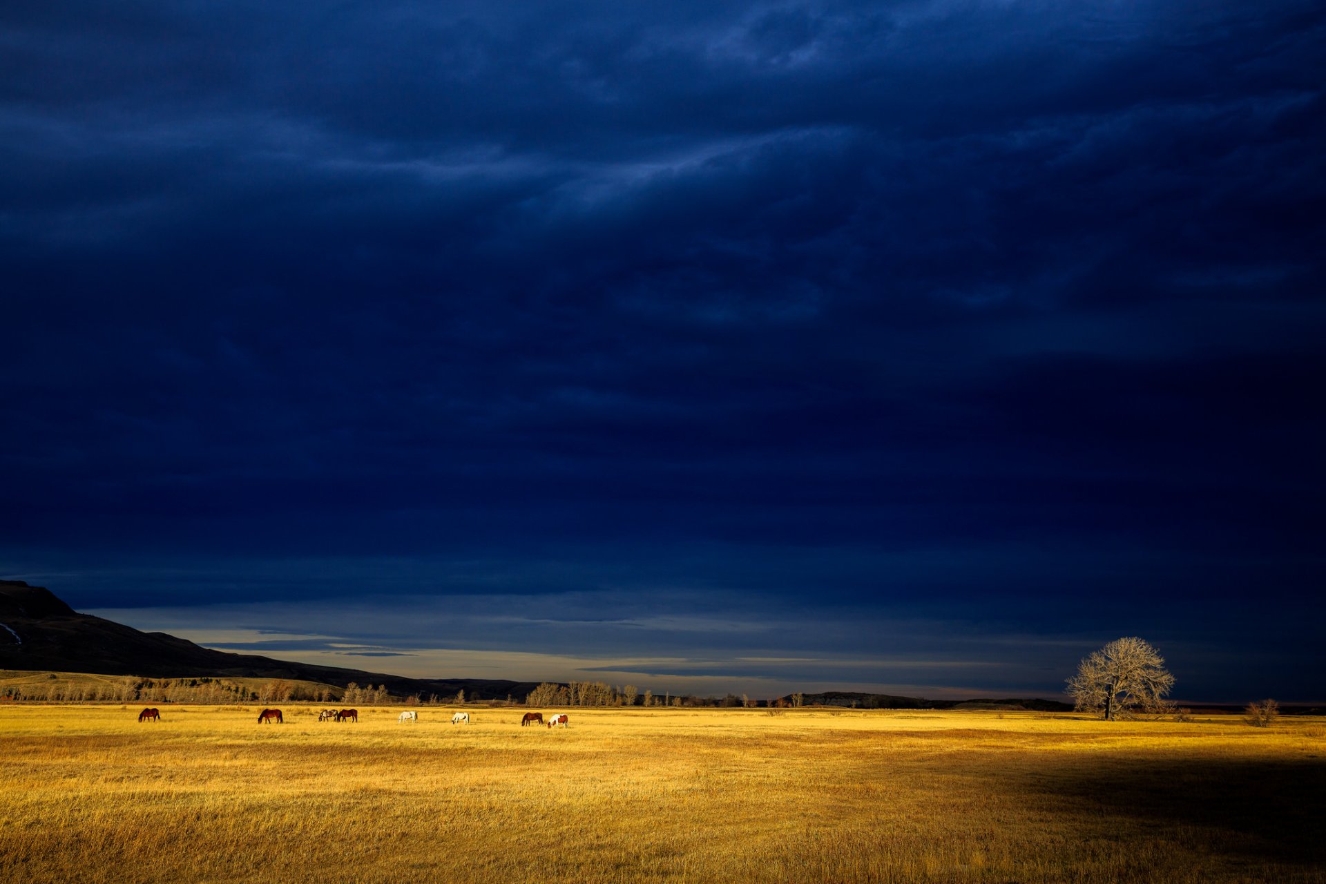 tempesta nuvole grigie campo cavalli albero collina luce