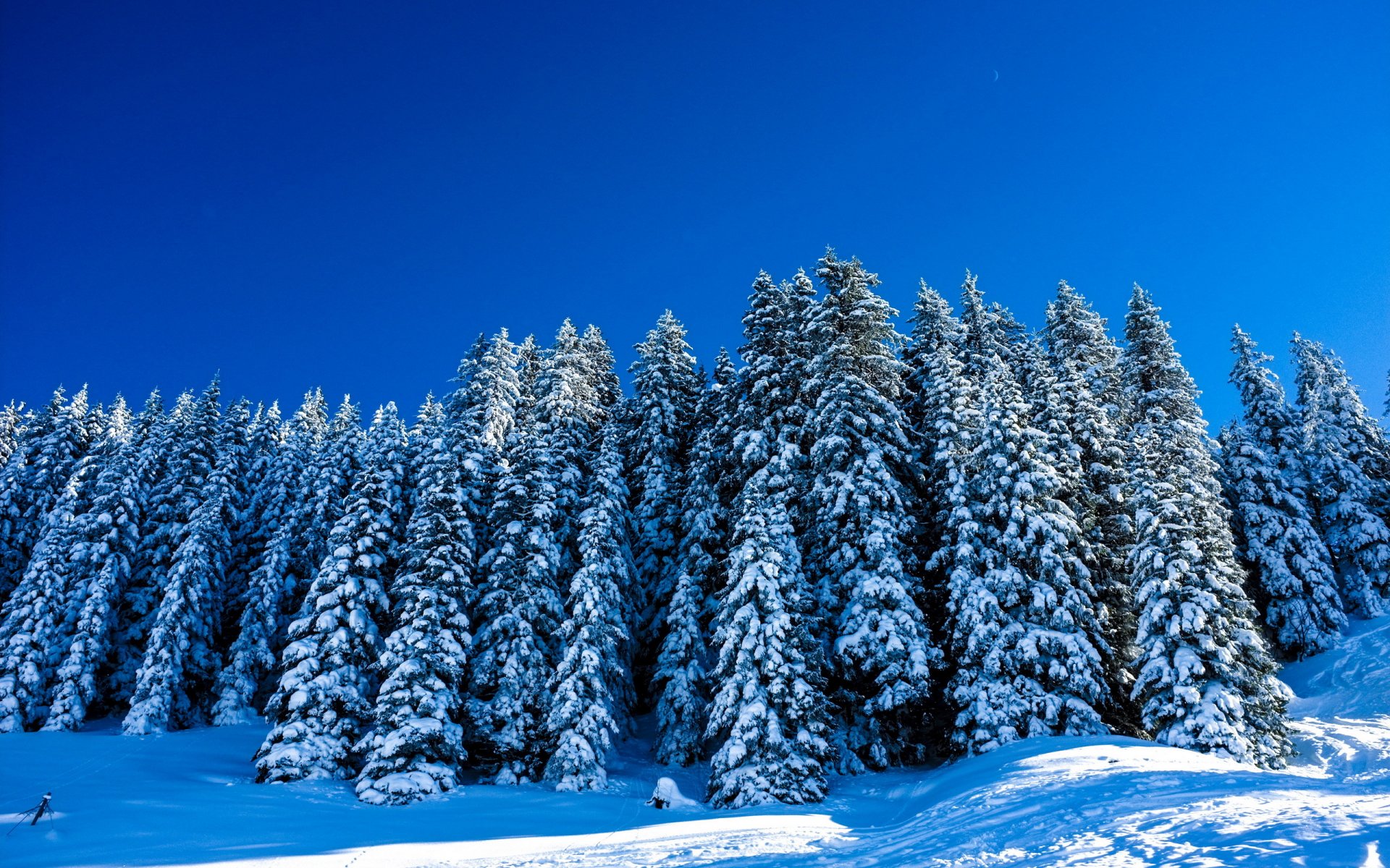 invierno árboles paisaje