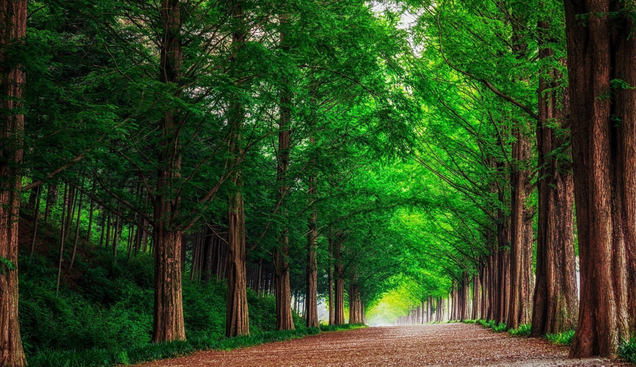 wald straße landschaft natur