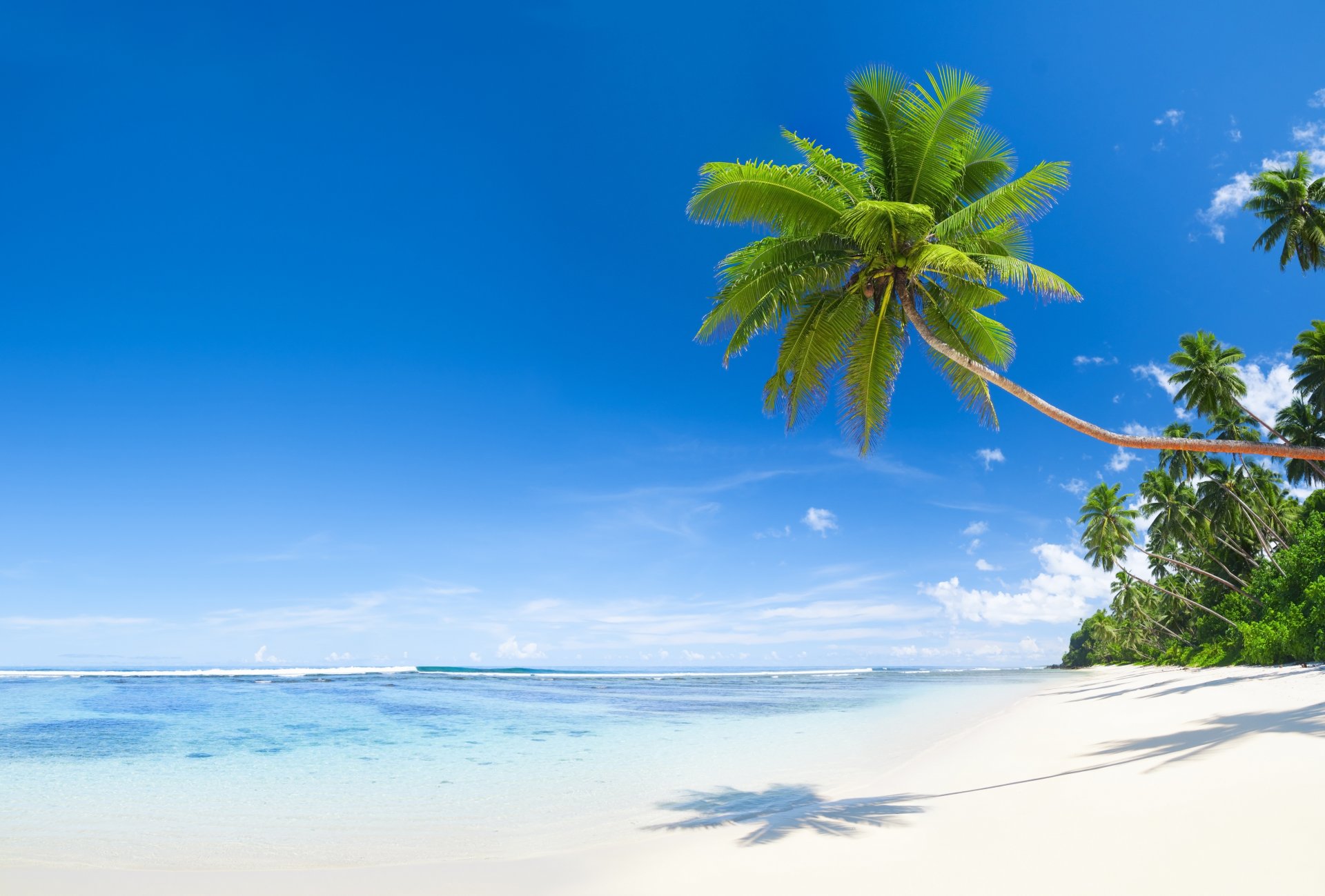 nature tropics sea beach palm coconuts shadow