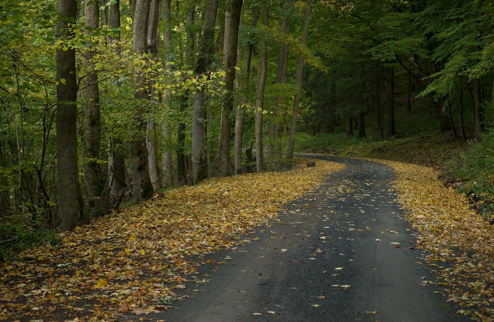 autumn forest road