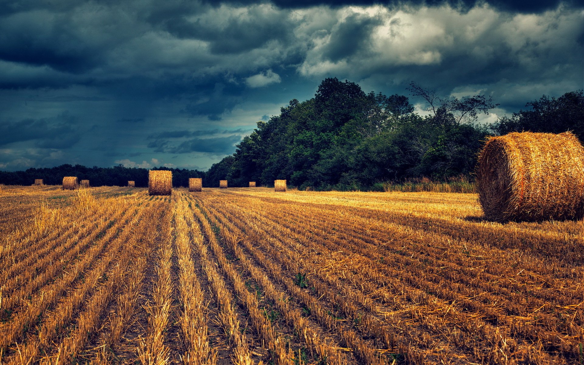 the field hay landscape