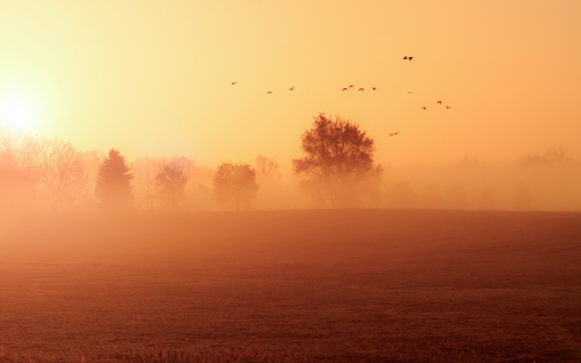 morgen feld nebel landschaft