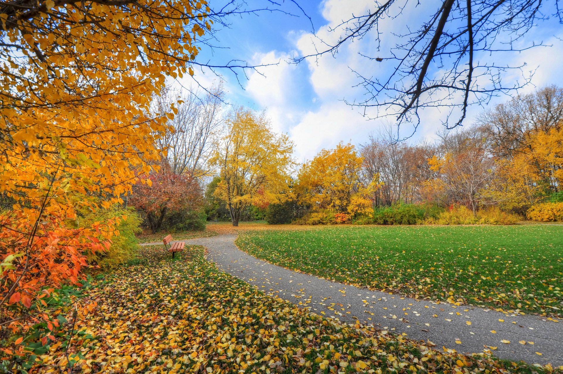 ky park track grass bench tree autumn