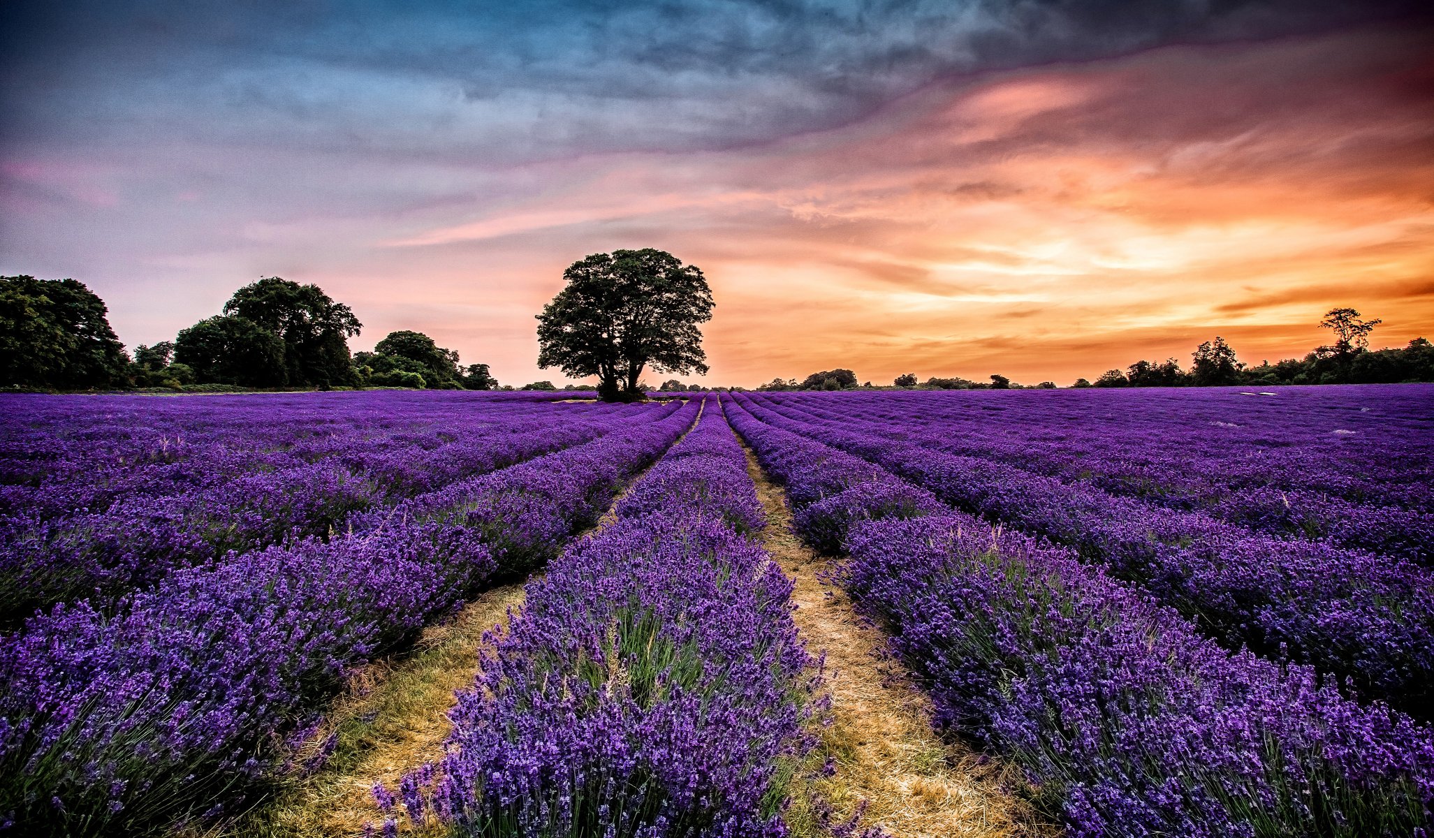 ciel nuages coucher de soleil arbre fleurs lavande