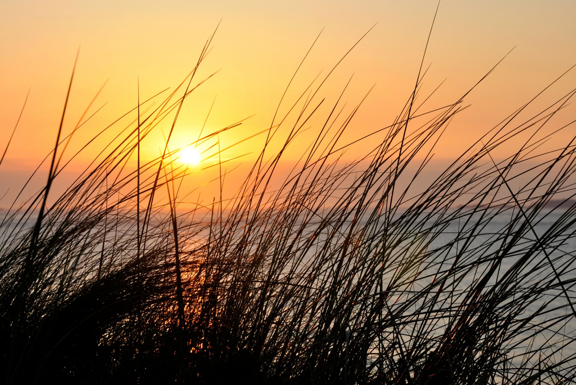 ky sunset grass plant close up